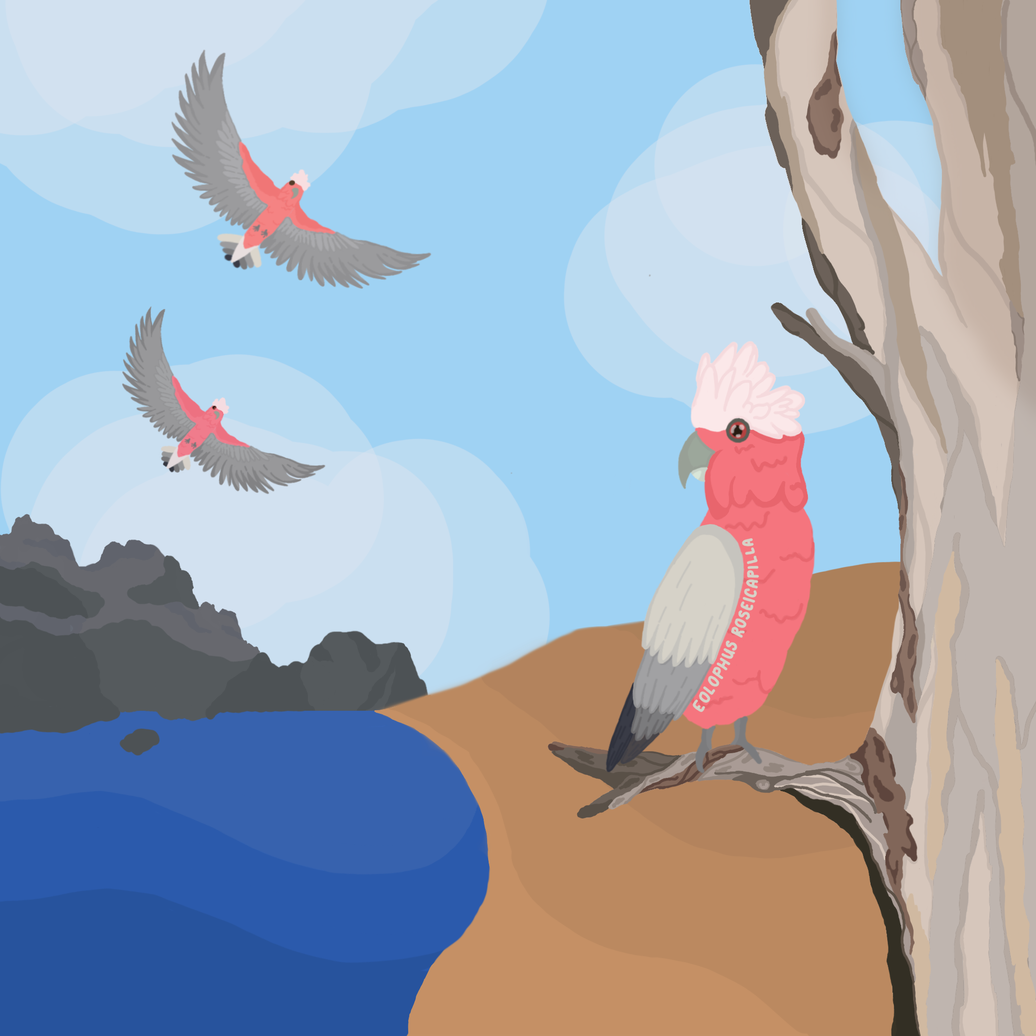 Galah