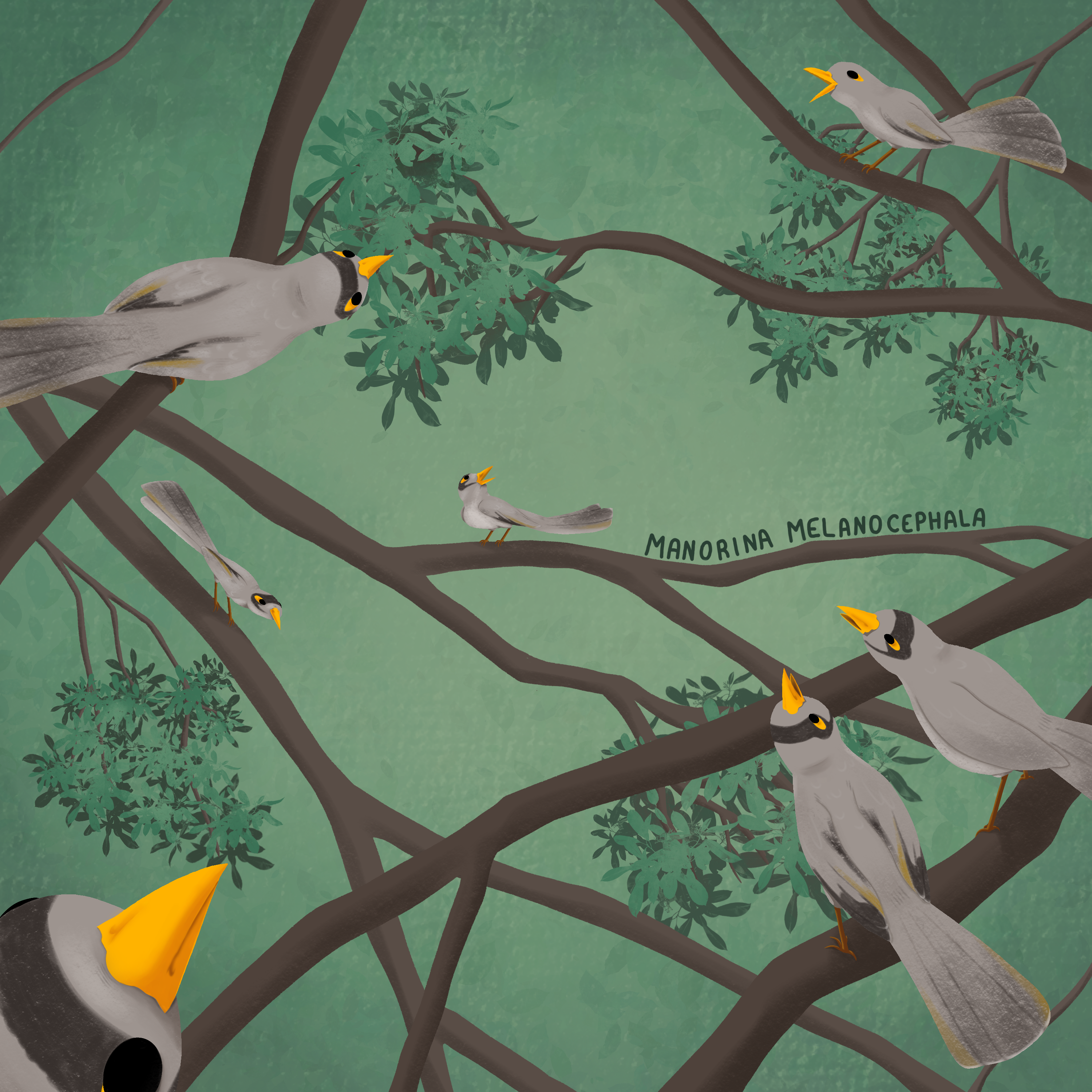 Noisy Miners