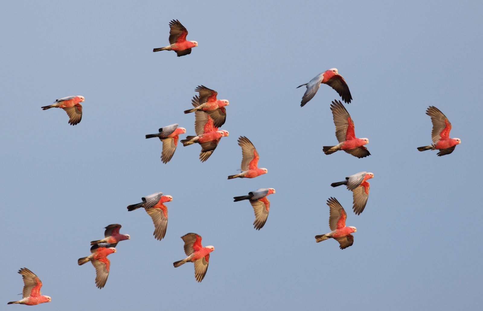 flock of galahs banner image