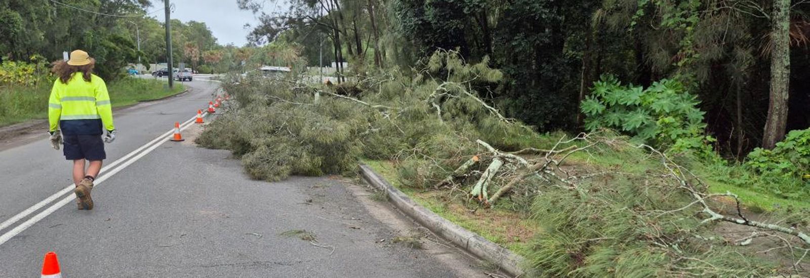 Tree branches on road and pathway banner image