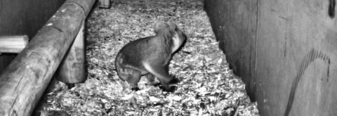 Koala Cam Updates