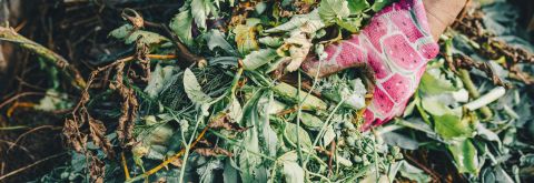 Free green waste drop-off days following storms