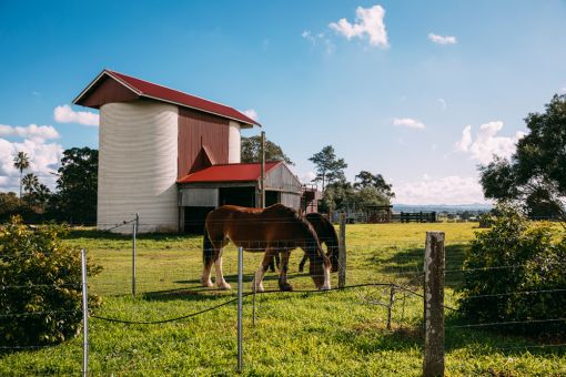 two horses with a silo in the background