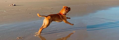 Dog off leash times have changed at Birubi Beach