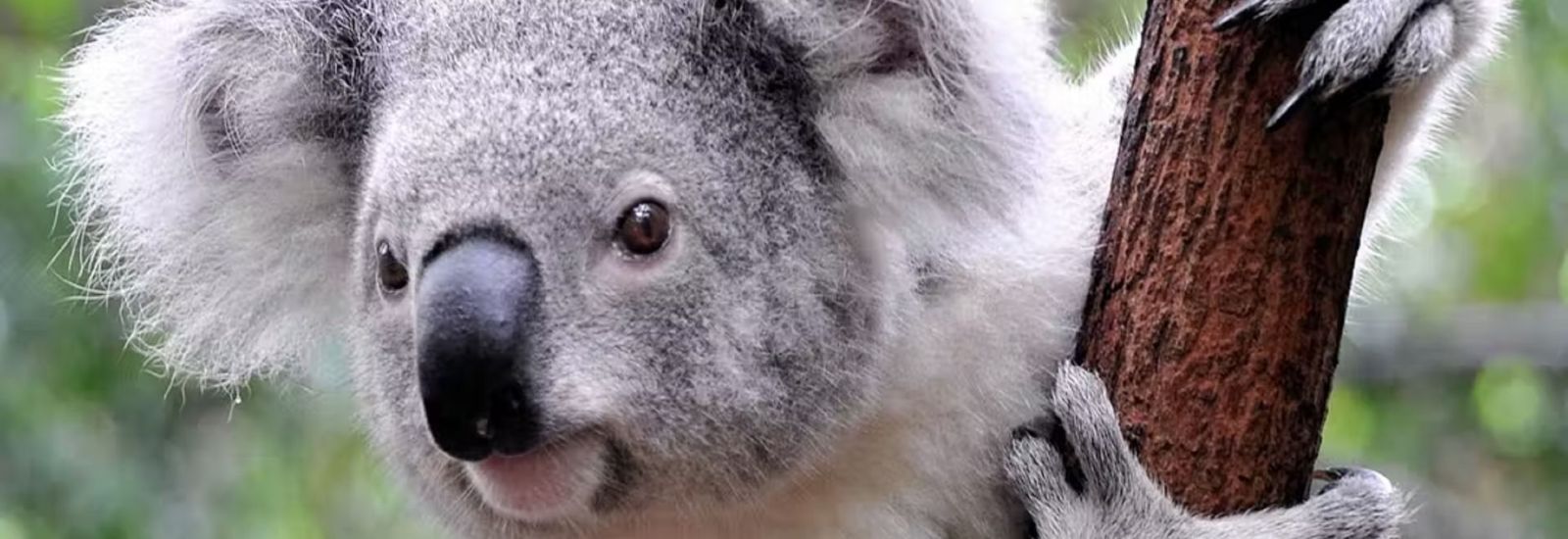 koala in a tree banner image